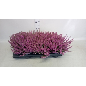 Calluna vulg. 'Beauty L Lianne'