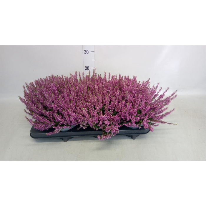 <h4>Calluna vulg. 'Beauty L Lianne'</h4>