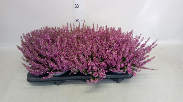 Calluna vulg. 'Beauty L Lianne'