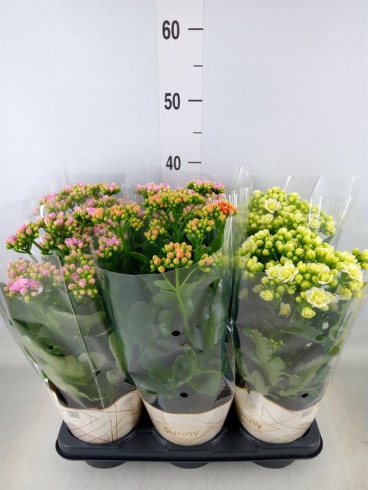 <h4>Kalanchoe   ...</h4>