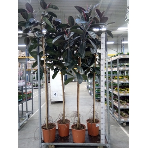 Ficus elastica 'Abidjan'