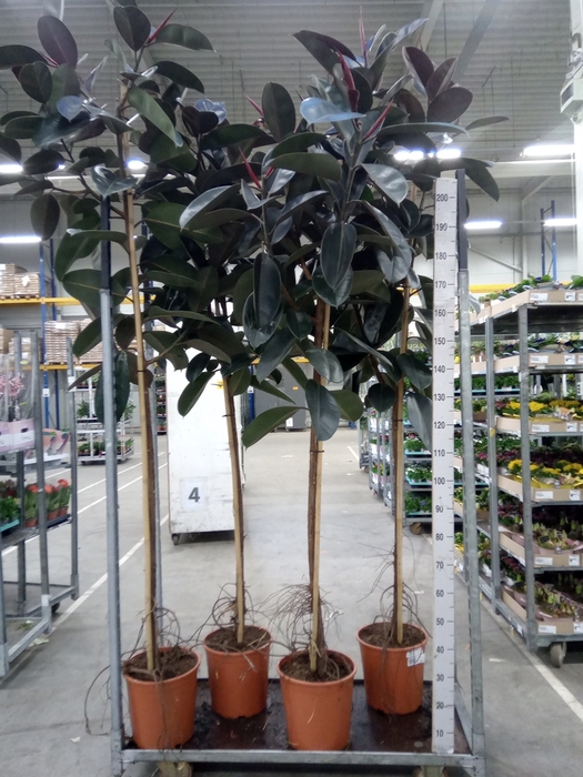 <h4>Ficus elastica 'Abidjan'</h4>