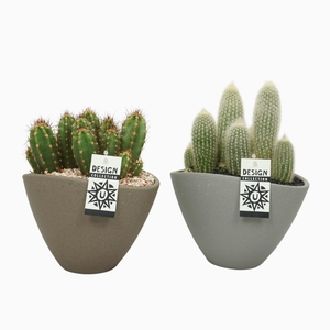 Cactus Gemengd Keramiek Ovaal Grijs - Bruin