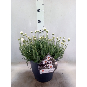 Rhodanthemum  'Casablanca'
