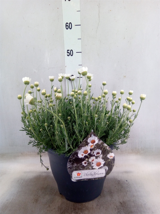 <h4>Rhodanthemum  'Casablanca'</h4>