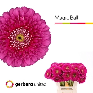 GERBERA MAGIC BALL