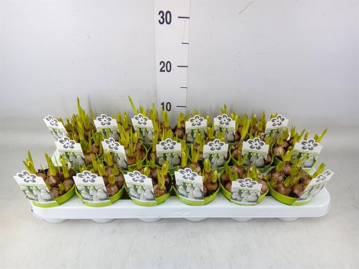 <h4>Muscari 'Magic White'</h4>