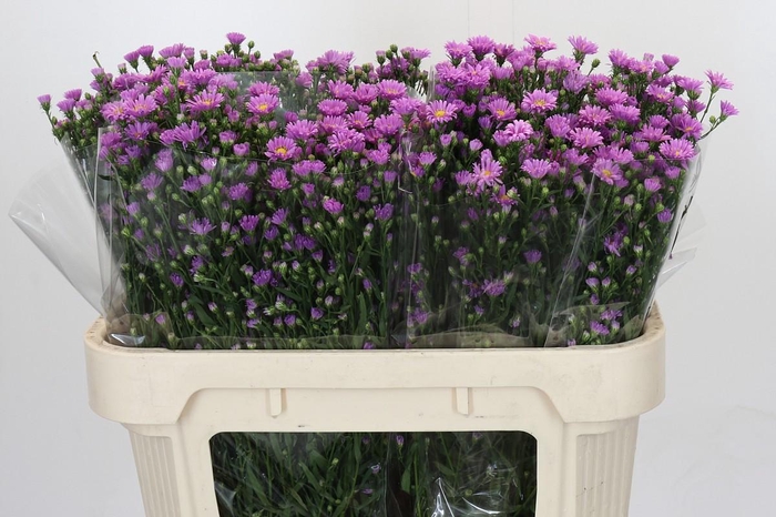 <h4>Aster Casarosa</h4>