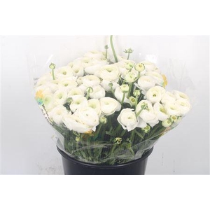 Ran.. Su White Siberia Extra X50