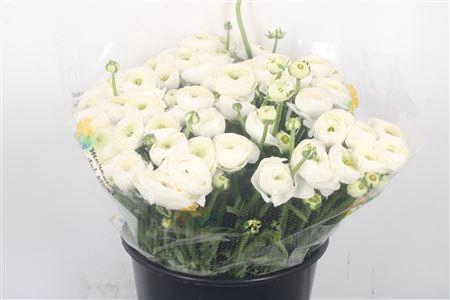 <h4>Ran.. Su White Siberia Extra X50</h4>