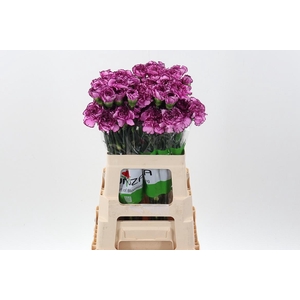 Di St Royal Damascus 60cm