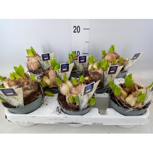 Hyacinthus orie. 'Multifl' ..