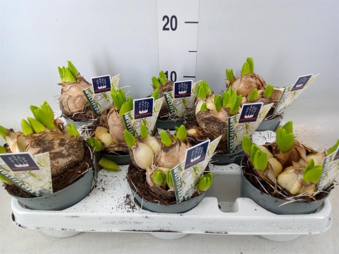 <h4>Hyacinthus orie. 'Multifl' ..</h4>