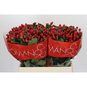 Hypericum True Romance