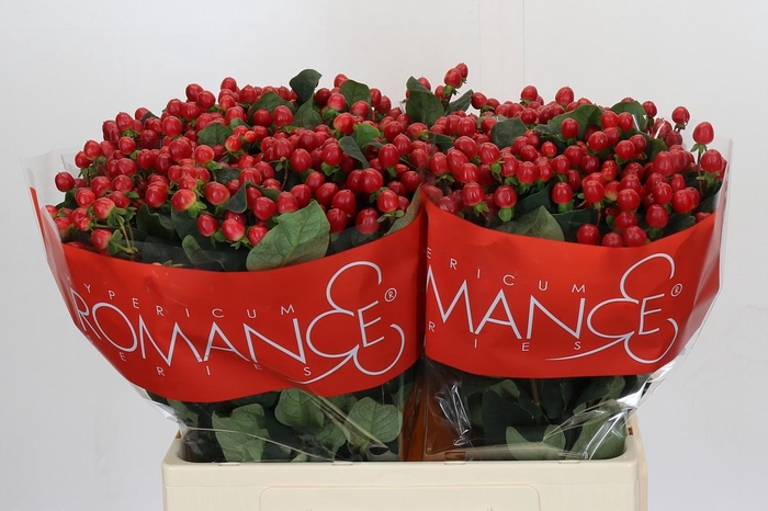 <h4>Hypericum True Romance</h4>