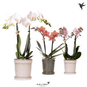 Kolibri Orchids Phalaenopsis mix 2 spike in Flower pot mix