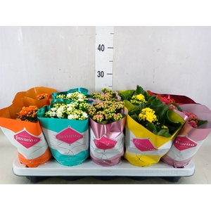 Kalanchoe blos. 'Perfecta'  ..mix 6
