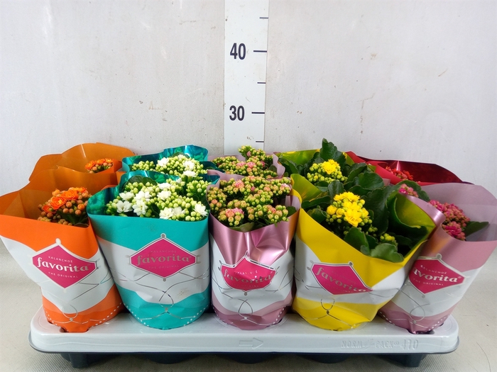 <h4>Kalanchoe blos. 'Perfecta'  ..mix 6</h4>