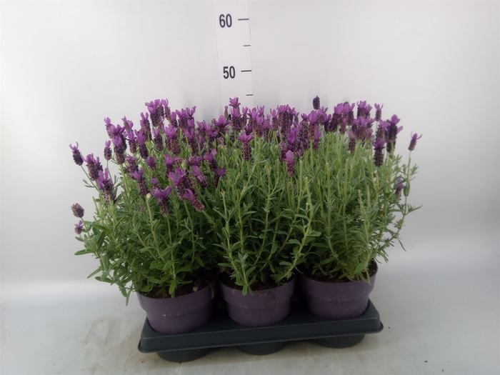 <h4>Lavandula stoec. 'Anouk'</h4>