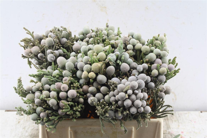 <h4>Kaaps Silver Brunia</h4>