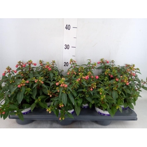 Fuchsia  'Bella Fuchsia Sacha'