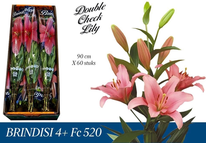 <h4>LI LA BRINDISI 4+</h4>