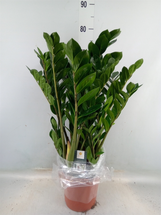 <h4>Zamioculcas zamiifolia</h4>