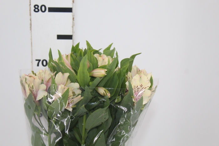 <h4>ALSTROEMERIA DIRTY DANCING 080 CM</h4>