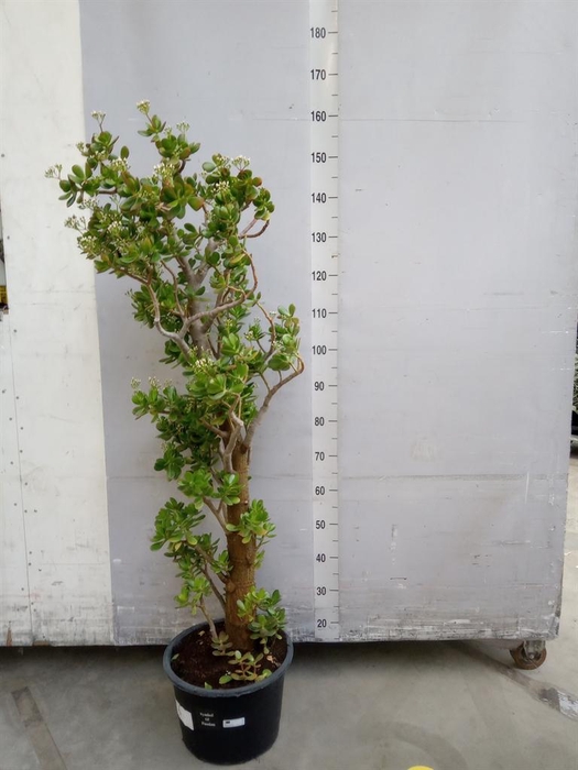 <h4>Crassula ovata</h4>