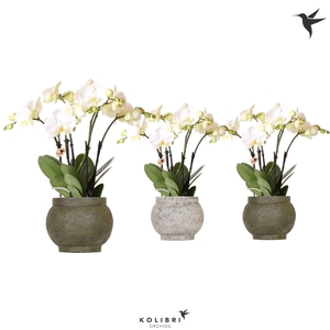 Phalaenopsis wit meer takken