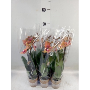 Phalaenopsis multi. 'Ant Bolzano'