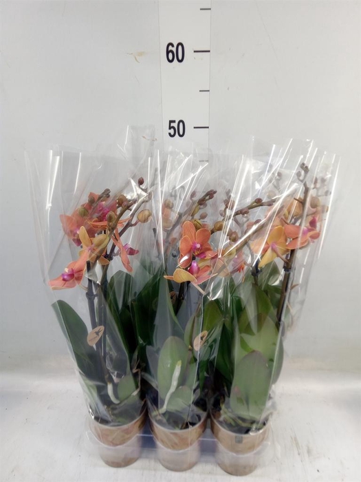 <h4>Phalaenopsis multi. 'Ant Bolzano'</h4>