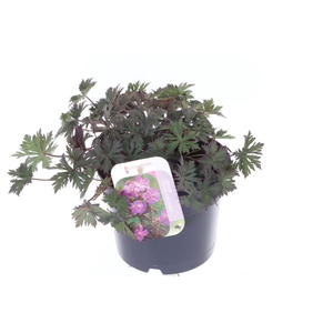 Geranium Black Beauty