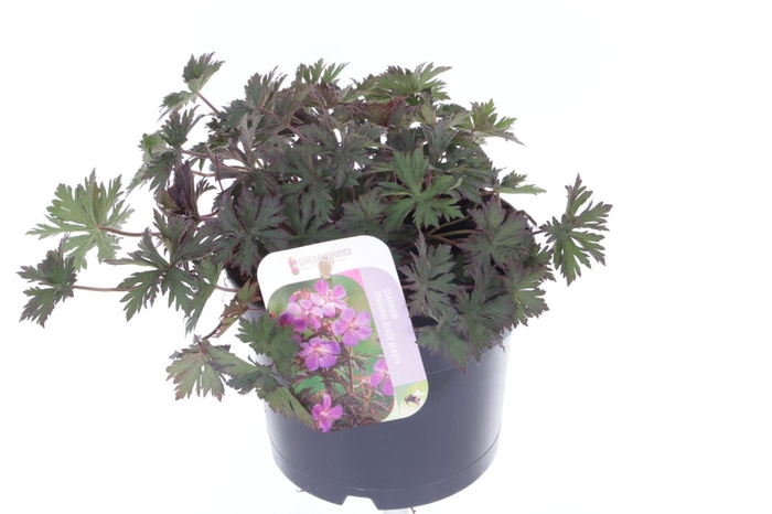 <h4>Geranium Black Beauty</h4>