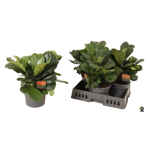 Ficus Lyrata 21Ø 55cm 1pp