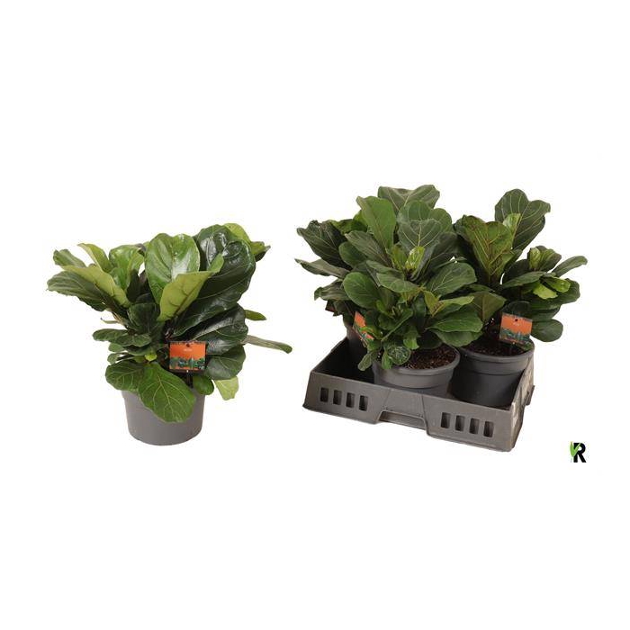 <h4>Ficus Lyrata 21Ø 50cm 1pp</h4>