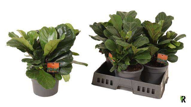 Ficus Lyrata 21Ø 55cm 1pp
