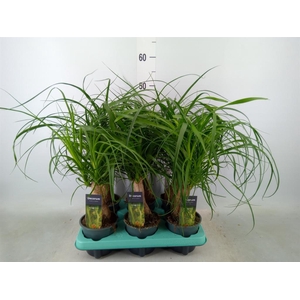 Beaucarnea recurvata