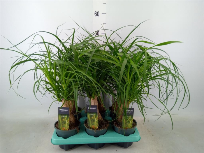 <h4>Beaucarnea recurvata</h4>