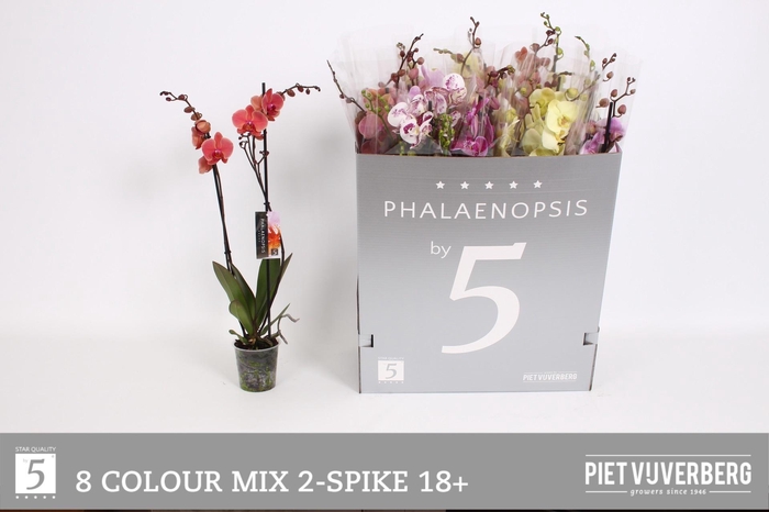 <h4>PHAL GEM 8 KL</h4>