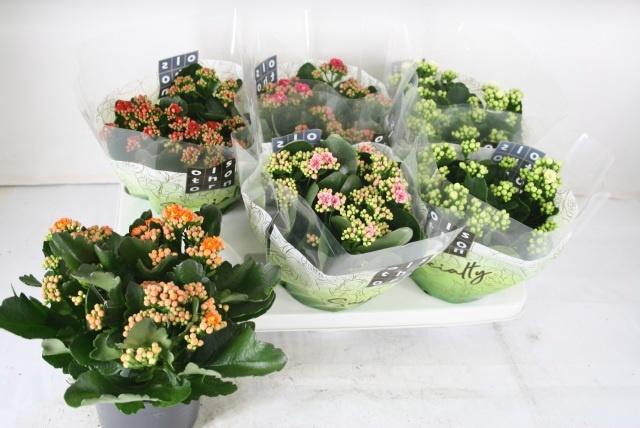 <h4>KAL GE GEM 5 KL</h4>