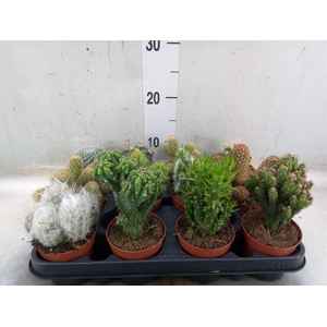 Cactus   ...mix