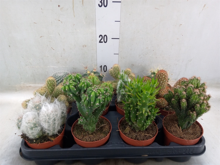 <h4>Cactus   ...mix</h4>