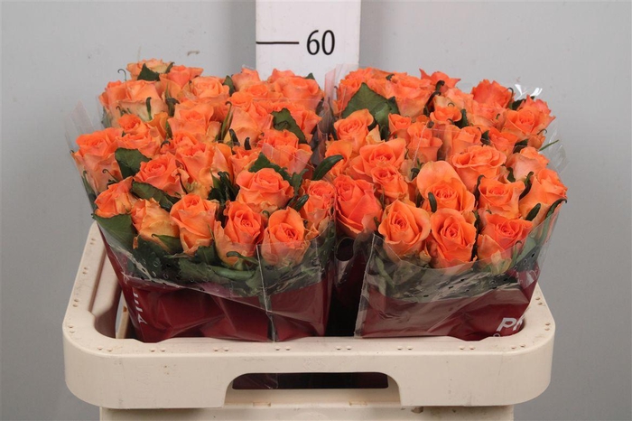 <h4>R Gr On Fire</h4>