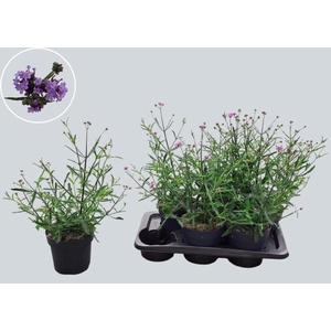 VERBE BONARIENSIS