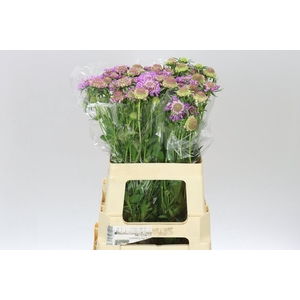 Scabiosa Atr Bb Ube Scoop