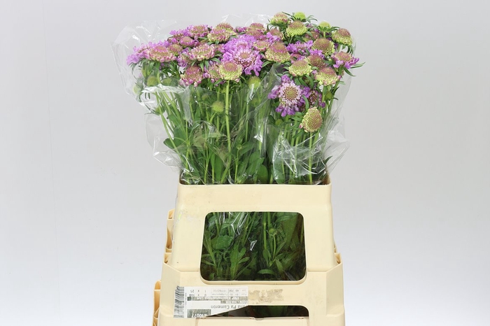 <h4>Scabiosa Atr Bb Ube Scoop</h4>