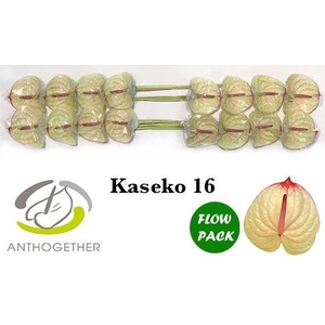 Anthurium Kaseko