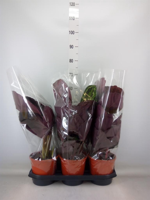 <h4>Calathea   ...mix</h4>