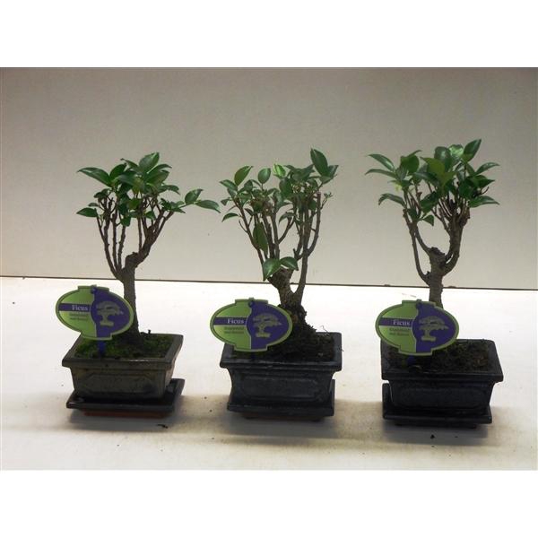 <h4>Ficus retusa, 12cm., broom, with drip tray</h4>